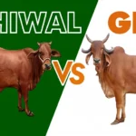 Gir-vs-Sahiwal-cow-diffrences