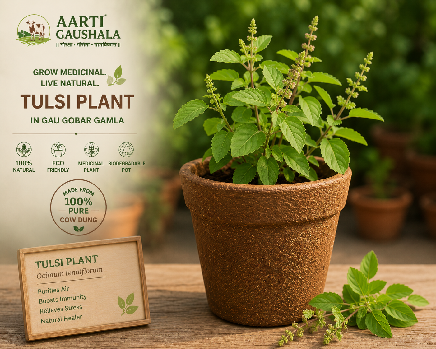 Tulsi plant growing in a 100% natural Gau Gobar Gamla made from pure Gir cow dung by Aarti Gaushala