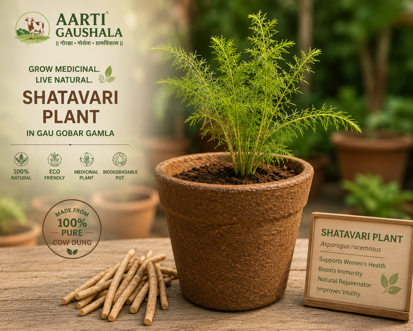 Shatavari medicinal plant in a natural Gau Gobar Gamla crafted from 100% pure Gir cow dung