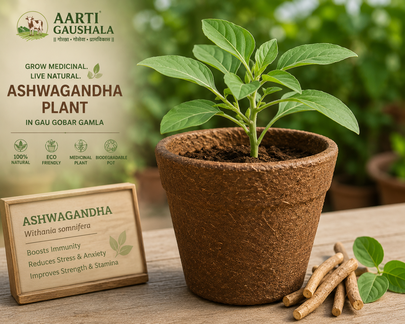 Ashwagandha medicinal plant growing in a biodegradable Gau Gobar Gamla made from pure Gir cow dung